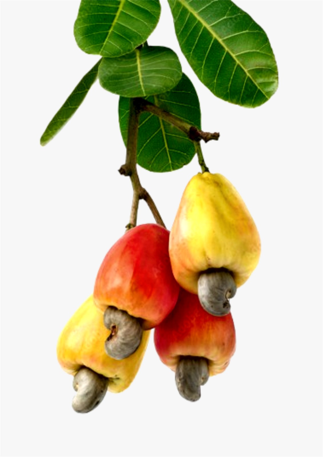 Agriculture Image
